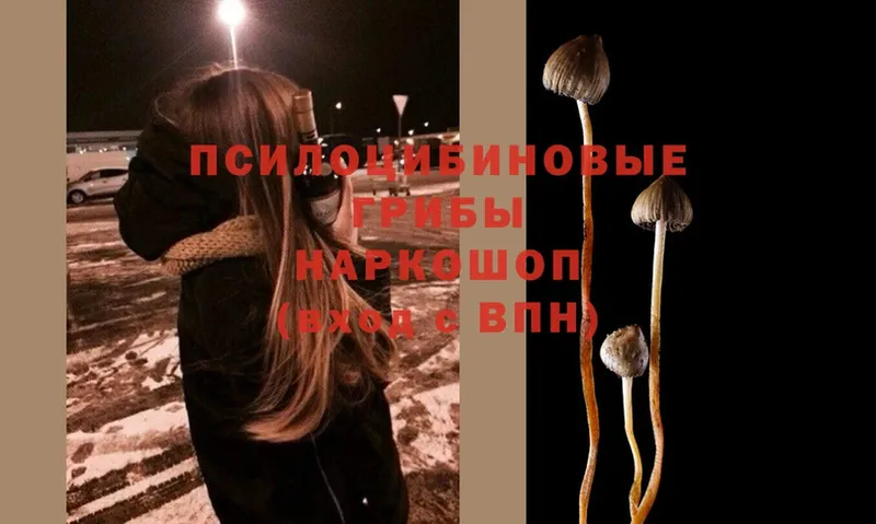 Псилоцибиновые грибы Psilocybine cubensis  Западная Двина 